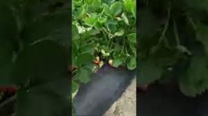 Сорт клубники Брилла. Выращивание в теплицах и балаганах. Рассада клубники.