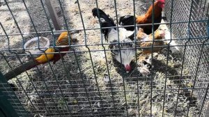 Первый день выпустила квочку с цыплятами в общий загон