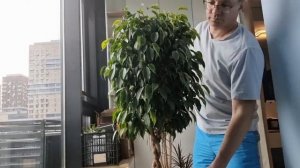 Обрезка фикуса Бенджамина, формирование его кроны