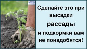Что класть в лунку при посадке томатов, перца в открытом грунте! Часть 1