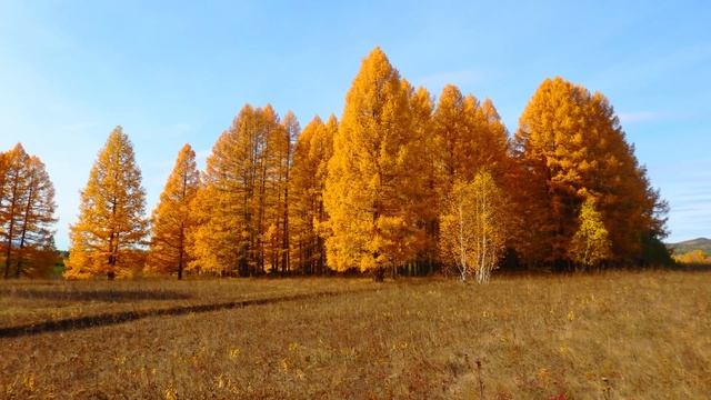 Золотая осень на Урале ! Южный Урал , осенняя природа в моих фото ! Осенние пейзажи !
