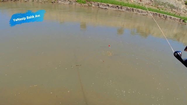 Great Fishing in the River | Big Fish Hunting with Rod | Carp Fishing with Silverfish 2022 22 157 3