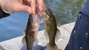 Какую рыбу можно поймать в Таврическом саду #петербург #рыбалка