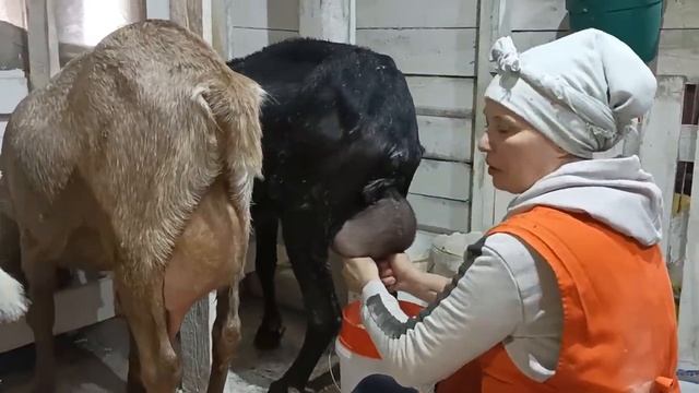 ЧЕМ НЫНЧЕ ЗАНЯТ СЕЛЬСКИЙ БЛОГЕР ? смотреть онлайн