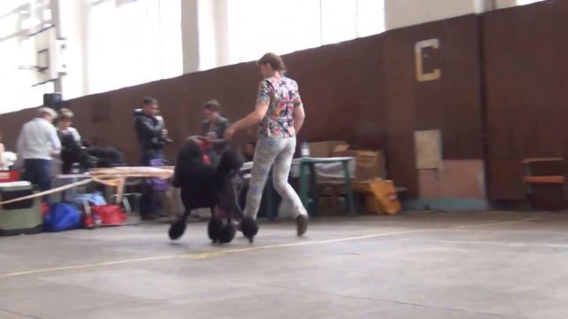 00218Моно пуделей 'ЧЕЛЯБА' 2015 Большой черный кобель смотреть онлайн