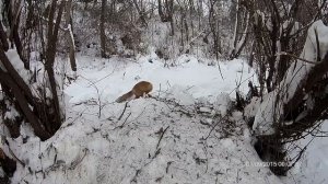 Зимняя рыбалка на реке Ветлуга. Лиса вышла к рыбакам