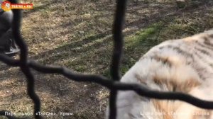 Белый тигр Раджа и злюка Леди Ди. Тайган. White tiger Raja and angry tigress lady Dee. Taigan