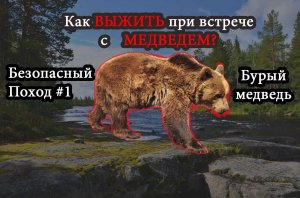 Бурый медведь.mp4