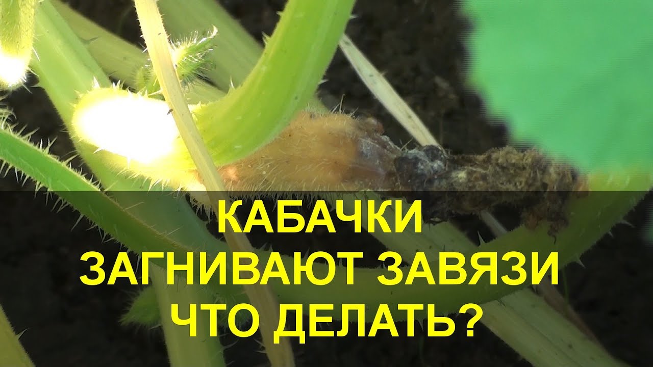 КАБАЧКИ ЗАГНИВАЮТ ЗАВЯЗИ - ЧТО ДЕЛАТЬ? Почему загнивают завязи кабачков?