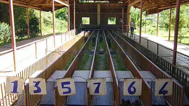 Поросячьи бега. Парк отдыха Янг Бай Вьетнам (Нячанг) ноябрь 2016. holidays in Vietnam смотреть онлайн