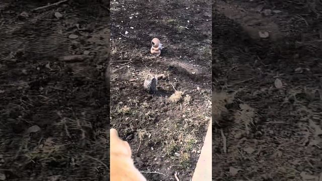 My dog jack i see what you see jack #funnydogvideos