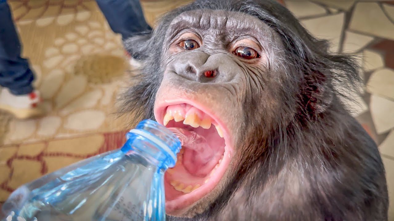 Шимпанзе Боня подавилась орехом! Через 15 минут нам выходить работать в манеж смотреть онлайн