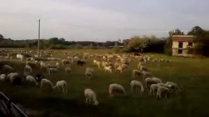 Gregge nei pressi aeroporto di Venezia.mp4