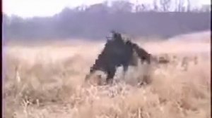 Немецкая овчарка против ратвелера!!!