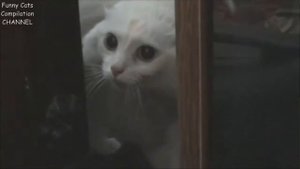 Angry Cats Compilation - Funny Cats Compilation