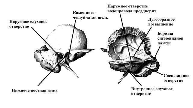 Типы строения височной кости. Строение височной кости. Чешуя височной кости. Височная кость лошади.