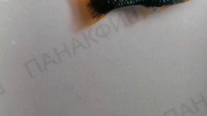 Меченосец чёрный красноплавничный (Xiphophorus helleri)
