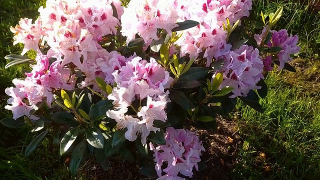 Цветение НЕЖНОГО рододендрона Королева Ядвига в ПОДМОСКОВЬЕ 2022🤗 смотреть онлайн