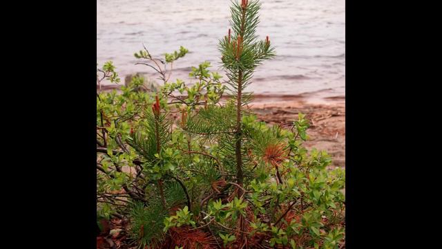 Кольский п-ов, часть 1 смотреть онлайн