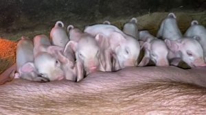 Удаление клыков у поросят! Ставим железо и витамины!