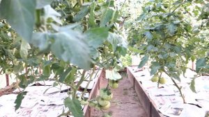 Урожайные ТОМАТЫ. Уход за крупноплодными томатами (75 10.07.2016)