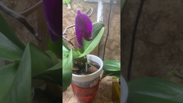 Цитокининовая паста, как применять, орхидеи, кв Бьюти, Джей райд смотреть онлайн