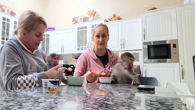 Кормление гамадрилок Ники и Луны , подмена ложек 🤣 смотреть онлайн