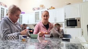 Кормление гамадрилок Ники и Луны , подмена ложек 🤣