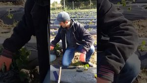 посадка клубники копанка.