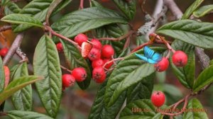 Кизильник иволистный Салицифолия (salitsifoliya) ? обзор: как сажать, саженцы кизильника Салицифоли