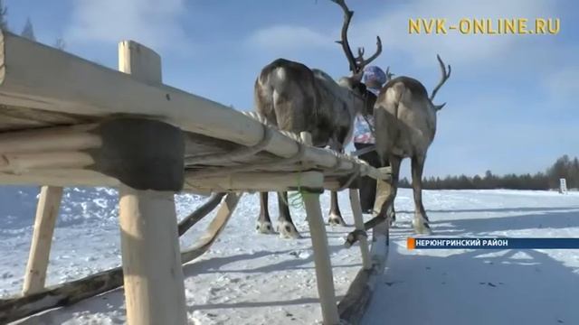 Семья оленеводов из Нерюнгринского района получила грант руководителя Якутии смотреть онлайн