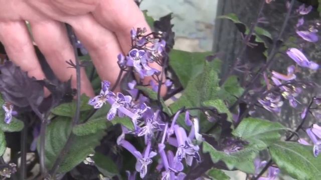*Plectranthus 'Mona Lavender Plant'* +Lavender Flowers GLOW+ смотреть онлайн