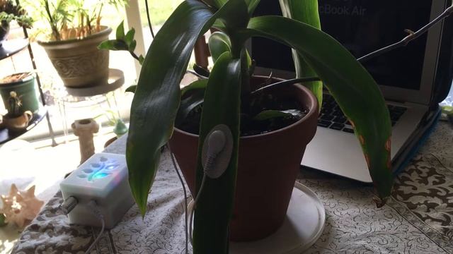 PLANT MUSIC! Callisia Fragrans смотреть онлайн