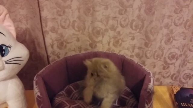 Британский длинношерстный лиловый котенок, 3 месяца (BRI C) смотреть онлайн