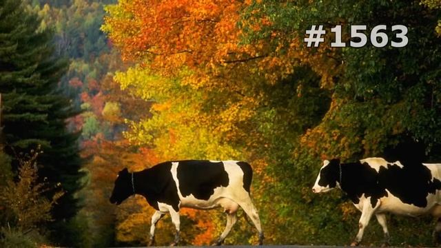 #1563. Коровы и буйволы (В мире животных) смотреть онлайн