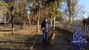 Как научить собаку гулять без поводка | Дрессировка собак