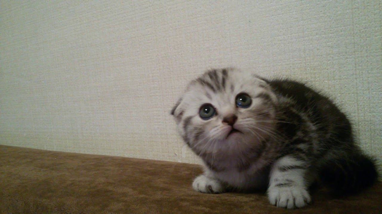 Кошечка вислоухая шотландская