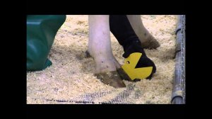 Мастер-класс по обработке и расчистке копыт КРС на выставке АгроФерма-2011