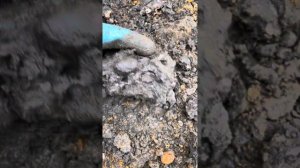 Аммониты РГОК. #аммонит#окаменелости