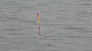 КАРП на проваренную картошку с 14 минуты