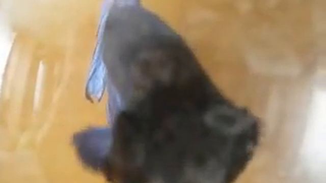 Пузырик плывет в открытое море сам. смотреть онлайн