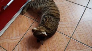 Бенгальская кошка хочет кота. Осторожно, котам не смотреть!