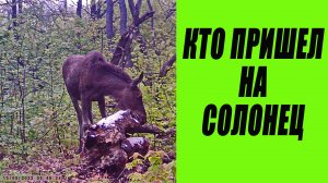 Кто пришел на солонец