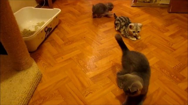 Котята Британцы мраморные и голубого окраса носятся за точкой, лазерной указкой