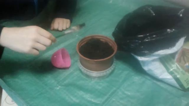 Посадка желудей смотреть онлайн