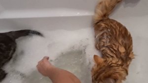 Как правильно купать кота?⬛?разговоры в ванной?