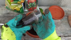 ?ПЕРЕСАДКА МАНДАРИНА В ГОРШОК ?без слов