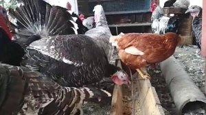 5 способов применения золы в курятнике//зола для кур