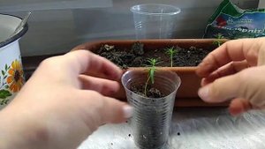 Туя из семян, пересадка. Январь 2022.