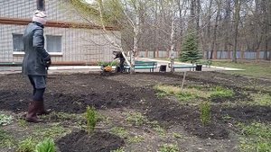 Пашем участок мотоблоком, сеем газонную траву.